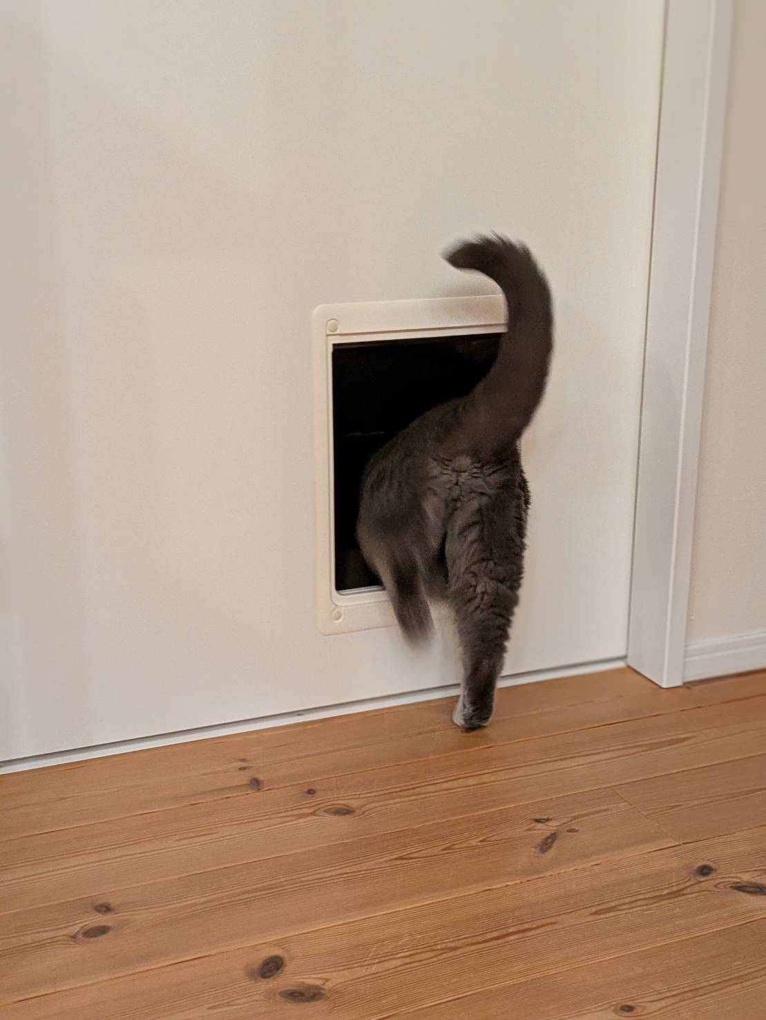 システマ茅ヶ崎マスコットキャラクター